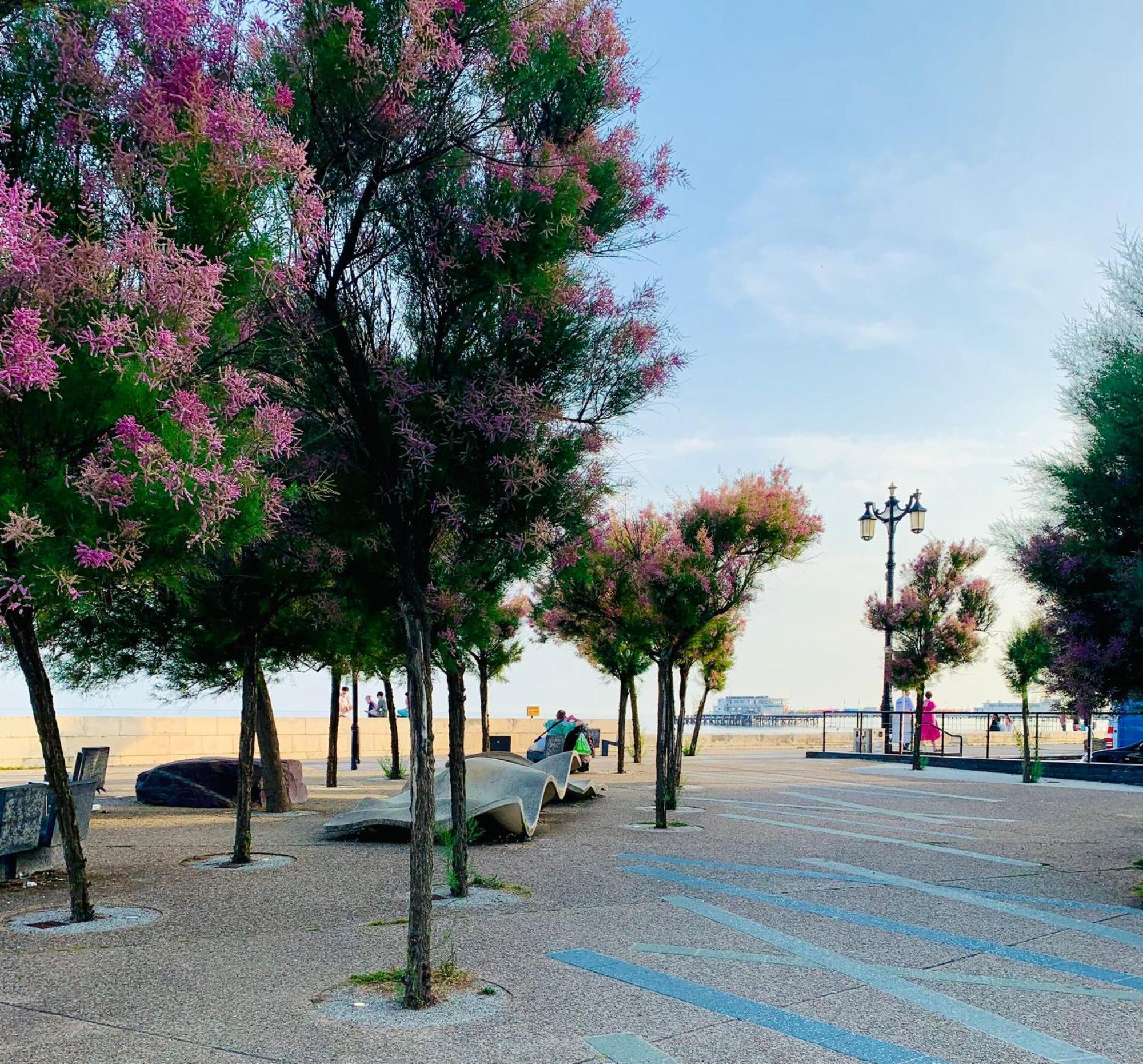 Апартаменти Birdsong & Pine: Parking & Garden Вортінг Екстер'єр фото
